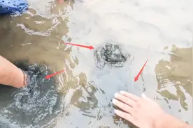 海边皮皮虾随便捡？别再被忽悠了，这才是皮皮虾的正确抓法