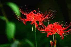 纯音乐《灵魂摆渡黄泉》插曲《天各一方之彼岸花》花叶不相见视频封面