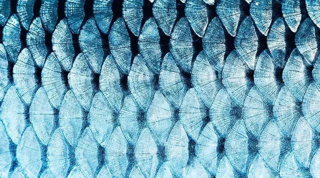 花胶里有重金属吗 花胶里有重金属吗百度百科