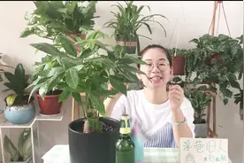 发财树叶子卷曲还下垂，这样一抢救，叶子变得翠绿锃光亮视频封面