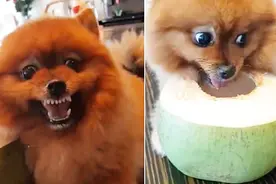 我这暴脾气！泰国博美犬张牙舞爪狂吠护食 不许任何人靠近