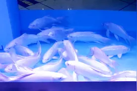 白金龙凤鱼你认识吗？别误认成蝴蝶鲤鱼了，鱼缸养一群也挺漂亮