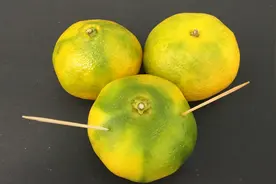 橘子上插2根牙签还有这妙用，解决了很多吃货的烦恼