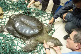 这种动物全世界仅剩4只，比大熊猫还珍贵，2只在中国！视频封面