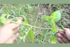 这种植物《飞机草》，相信很多人都见过，它的止血功效很不错视频封面