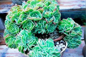 云南多肉植物欣赏：埃斯梅拉达缀化老桩，绝对的群生！视频封面