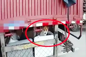 司机在大货车底部装笼养狗！称因车上的油被偷过，养狗防贼