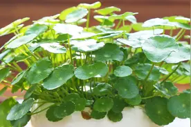 秋季铜钱草养护秘诀，记住这几点，叶子绿油油，开花爆盆！