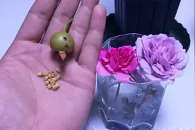 月季花果子成熟了，采集回来这样储存催芽就能出苗视频封面