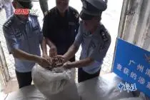 广州海关查扣走私穿山甲鳞片7.26吨视频封面