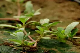 世界土壤日特别节目：更亲土 更健康 让农民更了解土壤