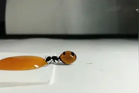 「蜂蜜实验」蚁后的食量究竟有多大？视频封面