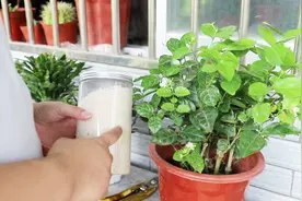 要想茉莉在秋天二次开花，花开满盆，这三步不能省