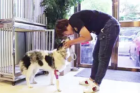 暖心！训犬师帮助弃养狗做训练，让它们找到新主人视频封面