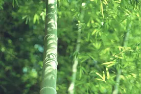 竹子属于禾本科植物，和平常所见的玉米相似！