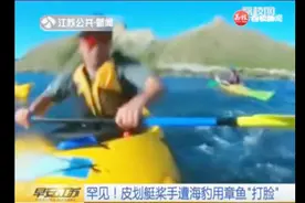 海豹用章鱼打男子的脸后溜走，媒体调侃：它可能又要去找武器了
