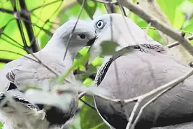 山皇鸠又名大灰斑鸠，是我国体形最大的鸠鸽科鸟类！视频封面