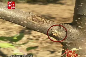 苹果树上出现虫眼却看不到虫子，这该如何解决？视频封面