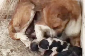 母狗生完小狗后，为何要立马要死狗崽，看完明白狗妈妈的良苦用心