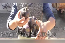 农村这种小茄子，又老籽有多，很多人都扔掉，小伙却将他这样做