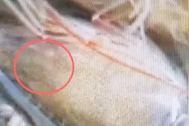 虾头内惊现白色活线体 专家辟谣不是寄生虫可放心