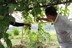 湖南适合种百香果吗？农村老伯试种了一棵，结了八十多个果哟视频封面