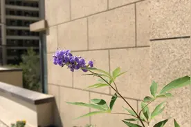 一木的穗花牡荆开花啦，特别像薰衣草视频封面