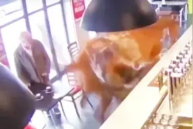 赛马出逃闯进酒吧横冲直撞吓坏客人 网友：马儿想来杯“马蹄尼”