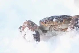 大庆冬天的河蟹个头小蟹黄多视频封面
