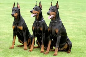 杜宾犬为什么要剪耳？剪耳和不剪耳的差距不是一点