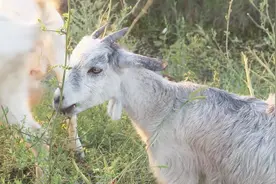 天下罕见特产青山羊，饲养者越来越少，原因其实很简单