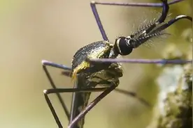 全球最大的蚊子，体长40厘米，网友：一口会把人吸干吗？