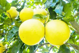 如何挑选好吃又新鲜的柚子，买柚子时看看这里，挑的好吃又便宜