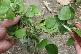 农村陈小哥：草药植物《粉叶轮环藤》，你认识吗？山脚下很常见的