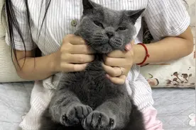 撸猫手法了解一下？被女主人撸到整只猫都呆滞了，喵：舒爽～