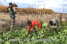 东北一家人拔萝卜，先拽叶后拔根因为啥？红红绿绿我也想体验！视频封面