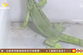 餐厅后厨惊现外来物种·绿鬣蜥 原产自美洲 无资质饲养属违法视频封面