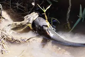 小情侣钓鱼，意外拍到水蛇生吞牛头鲶鱼，全程目瞪口呆！