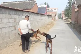 农村大哥进城才几天，老家修路啦，3米宽的水泥路看着真心舒坦！