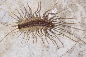 蟑螂的克星：活着可以消灭害虫，死了可以做药材！