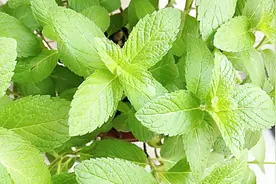 薄荷叶怎么吃，薄荷叶的功效及禁忌！