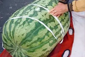 吉尼斯世界纪录最大的西瓜，体重高达300斤，比一头大肥猪还重视频封面