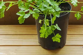 香菜自己种，10天就能摘，吃一茬冒一茬，种一次吃半年图片