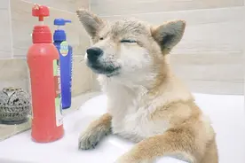小柴犬被主人按在浴缸里洗澡，吓得一动不动，变成了一座雕塑！视频封面
