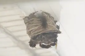 虎头蜂开始建造蜂巢了，明显是在人的家里，建完后被拆了视频封面