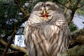 老人去世前，猫头鹰会在家门口发出“笑声”？这是真的吗？