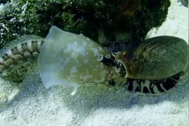 世界上最毒的蜗牛——锥形蜗牛，它能够向外扩张它的嘴以吞没猎物视频封面