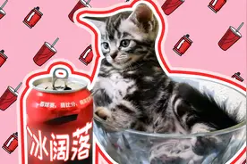 主人请小奶猫喝冰可乐，猫咪好奇却不上当，萌死人啦！