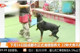 爱犬人士注意！下月16日起成都市正式清理禁养犬，22种犬类不能养视频封面