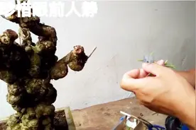 一身疙瘩装扮的黄荆老桩，造型不是很理想，看高手如何给它做嫁接视频封面